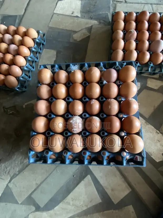 Fresh Farm Eggs for Sale - 1