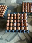 Fresh Farm Eggs for Sale - 1