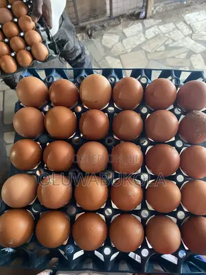 Fresh Farm Eggs for Sale