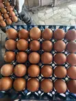 Fresh Farm Eggs for Sale - 3