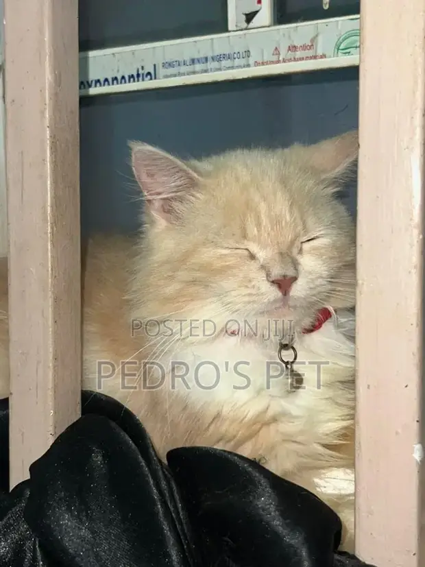 Purebred Persian Cat - 6-12 Months Female - 1