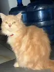 Purebred Persian Cat - 6-12 Months Female - 2