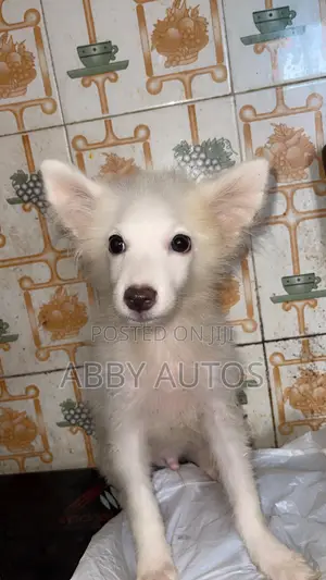 Purebred American Eskimo Puppy - 1-3 Months