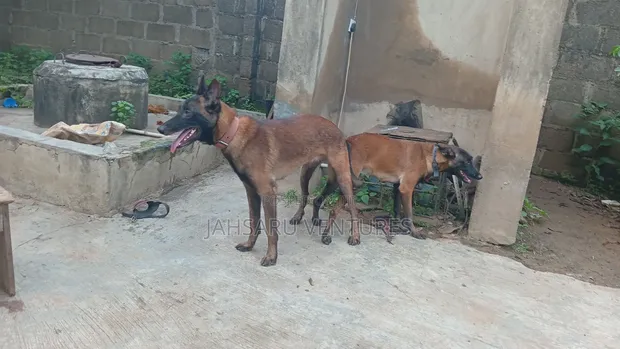 Female Belgian Malinois Puppy (0-1 Month) - 1
