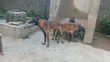 Female Belgian Malinois Puppy (0-1 Month) - 1