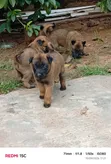 Female Belgian Malinois Puppy (0-1 Month) - 2