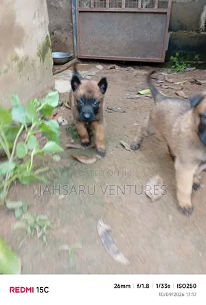 Female Belgian Malinois Puppy (0-1 Month)