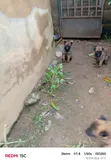 Female Belgian Malinois Puppy (0-1 Month) - 4