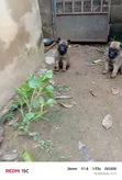 Female Belgian Malinois Puppy (0-1 Month) - 5