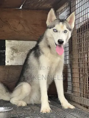 Female Siberian Husky, 6-12 Months