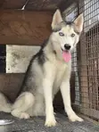 Female Siberian Husky, 6-12 Months - 1