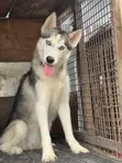 Female Siberian Husky, 6-12 Months - 2