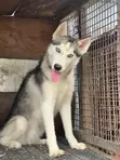 Female Siberian Husky, 6-12 Months - 3
