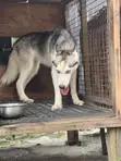 Female Siberian Husky, 6-12 Months - 4