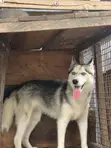 Female Siberian Husky, 6-12 Months - 5