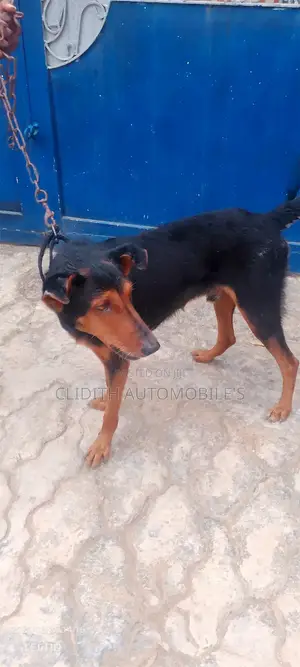 Purebred Doberman Pinscher - Stud Service