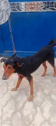 Purebred Doberman Pinscher - Stud Service - 2