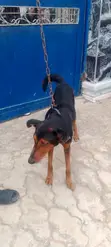 Purebred Doberman Pinscher - Stud Service - 3
