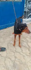 Purebred Doberman Pinscher - Stud Service - 4