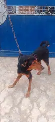 Purebred Doberman Pinscher - Stud Service - 5
