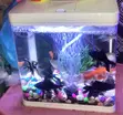 9 Litre Aquarium Complete Set - Sebo T-240 - 2