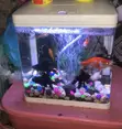 9 Litre Aquarium Complete Set - Sebo T-240 - 4