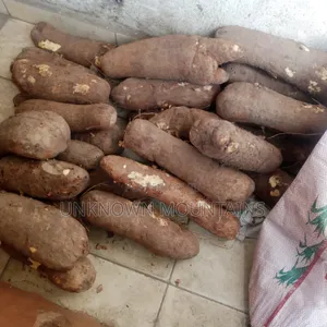 Yam Tubers - Newly Harvested