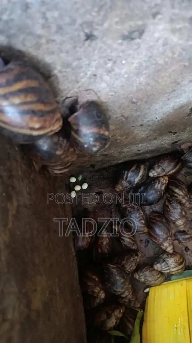Snail Farming Training by SnailCare Farm - 1