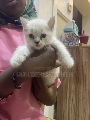 Female Ragdoll Mixed Breed Kitten