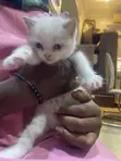 Female Ragdoll Mixed Breed Kitten - 2