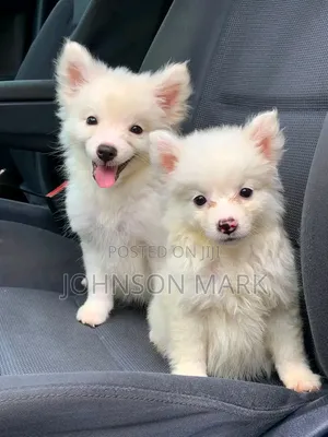 Female American Eskimo Puppy (0-1 Month)