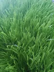 Artificial Grass 50mm - Akwai Launuka Biyu - 1