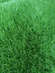 Artificial Grass 50mm - Akwai Launuka Biyu - 2