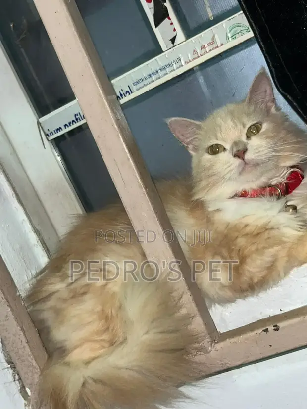 Purebred Persian Cat - 6-12 Months Female - 1