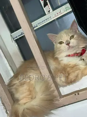 Purebred Persian Cat - 6-12 Months Female