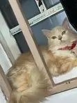 Purebred Persian Cat - 6-12 Months Female - 1