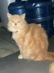 Purebred Persian Cat - 6-12 Months Female - 2