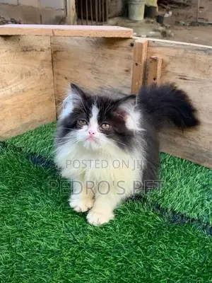 Purebred Persian Kitten (1-3 Months) - Lagos