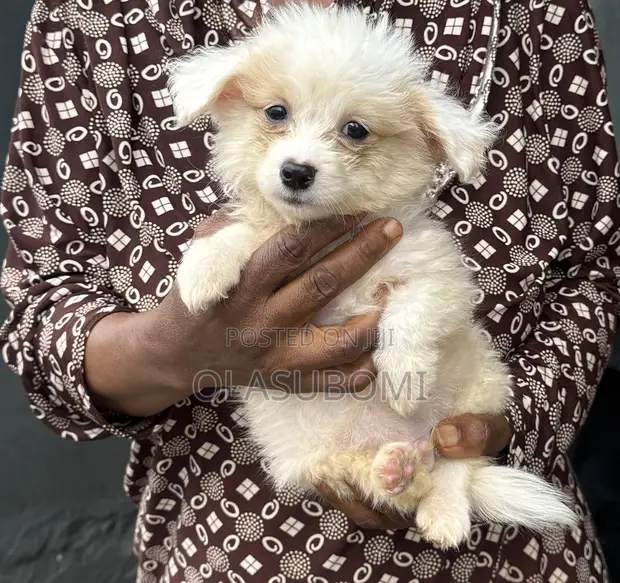 Male Lhasa Apso Mix Puppy, 3-6 Months - 1