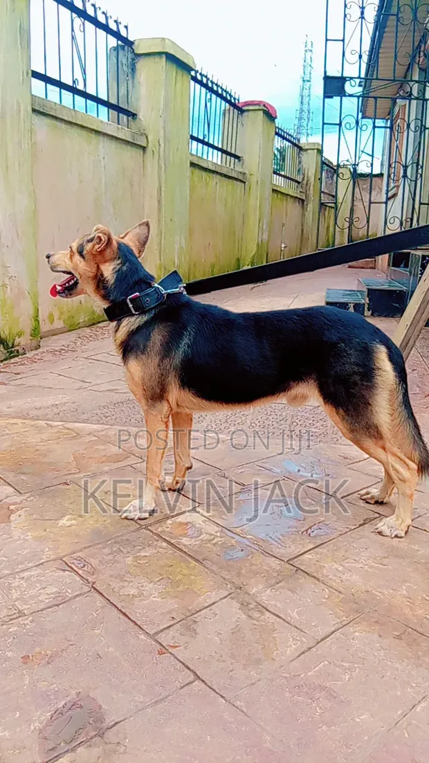 Purebred German Shepherd Male, 1+ Year Old - 1