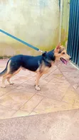 Purebred German Shepherd Male, 1+ Year Old - 2