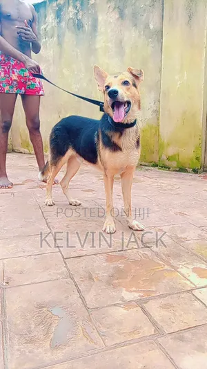 Purebred German Shepherd Male, 1+ Year Old