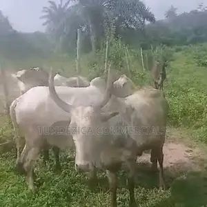 Cows for Sale - Bokolo and Other Varieties