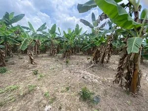 Plantain Farm Land for Sale in Itokin/Ijebu Ode