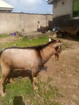 Awaki Mai Kyau da Lafiya