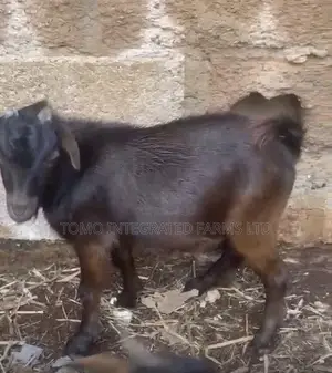 Awaki Namiji Jan Sokoto don kiwo ko nama