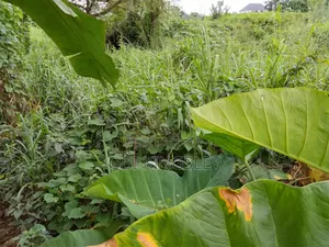 1 Plot na Ƙasa don Siyarwa a Isi Uzo Egbu, Owerri